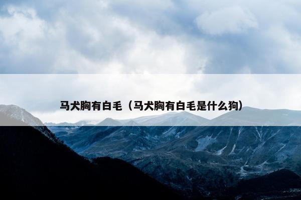 马犬胸有白毛（马犬胸有白毛是什么狗）