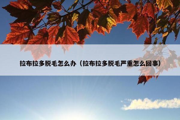 拉布拉多脱毛怎么办（拉布拉多脱毛严重怎么回事）