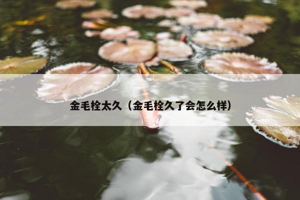 金毛栓太久（金毛栓久了会怎么样）