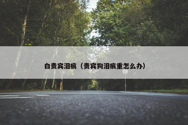 白贵宾泪痕（贵宾狗泪痕重怎么办）