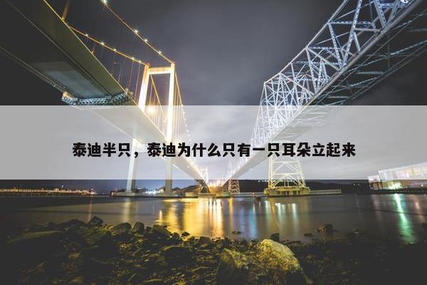 泰迪半只，泰迪为什么只有一只耳朵立起来