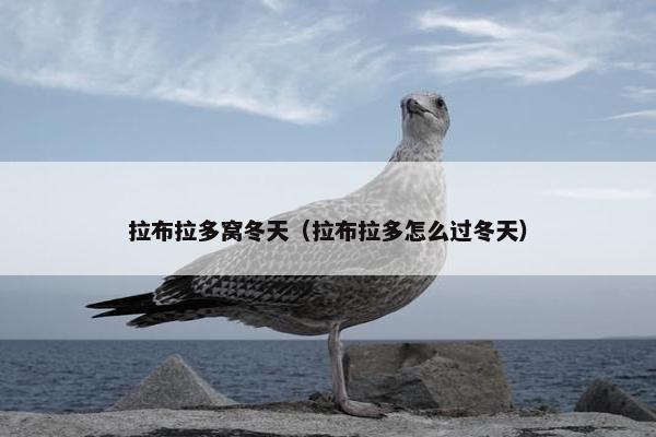 拉布拉多窝冬天（拉布拉多怎么过冬天）