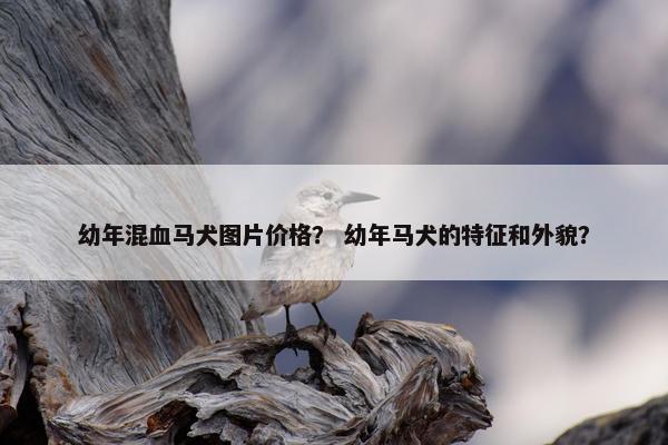幼年混血马犬图片价格？ 幼年马犬的特征和外貌？