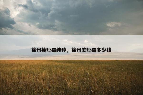 徐州英短猫纯种，徐州美短猫多少钱