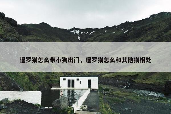 暹罗猫怎么带小狗出门，暹罗猫怎么和其他猫相处