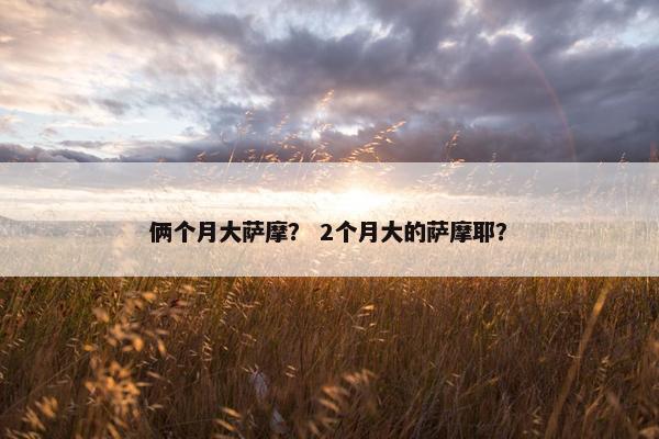 俩个月大萨摩？ 2个月大的萨摩耶？