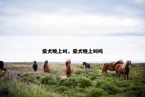 柴犬晚上叫，柴犬晚上叫吗