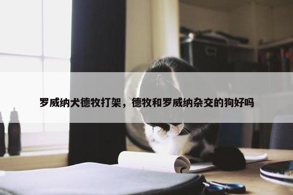 罗威纳犬德牧打架，德牧和罗威纳杂交的狗好吗