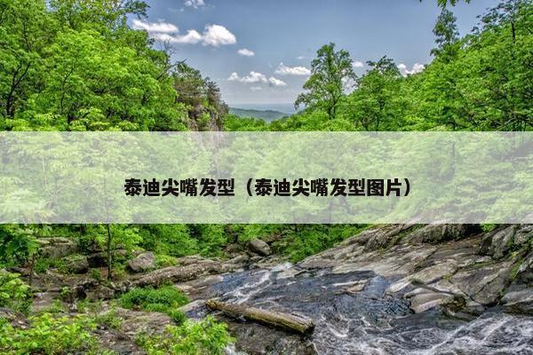 泰迪尖嘴发型（泰迪尖嘴发型图片）