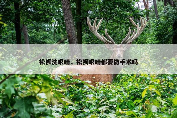 松狮洗眼睛，松狮眼睛都要做手术吗