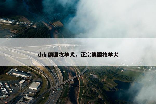 ddr德国牧羊犬，正宗德国牧羊犬