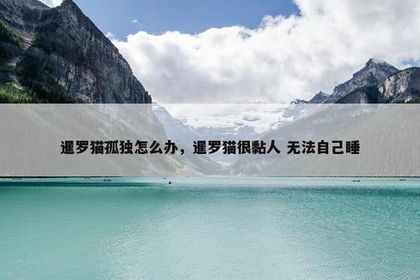 暹罗猫孤独怎么办，暹罗猫很黏人 无法自己睡