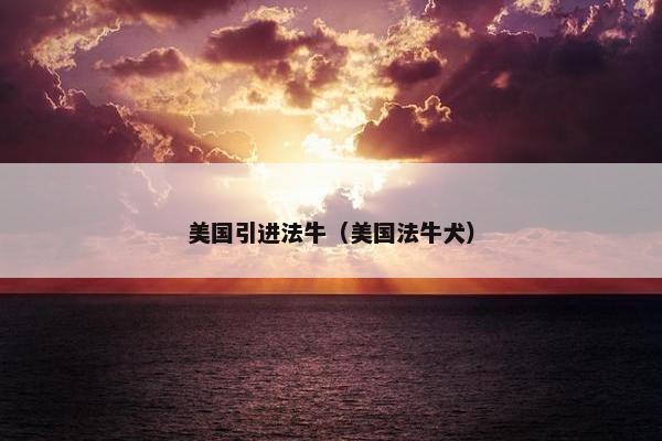 美国引进法牛（美国法牛犬）
