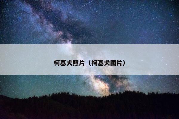 柯基犬照片（柯基犬图片）