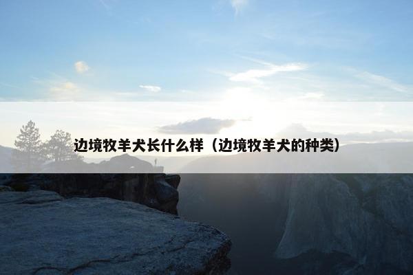 边境牧羊犬长什么样（边境牧羊犬的种类）