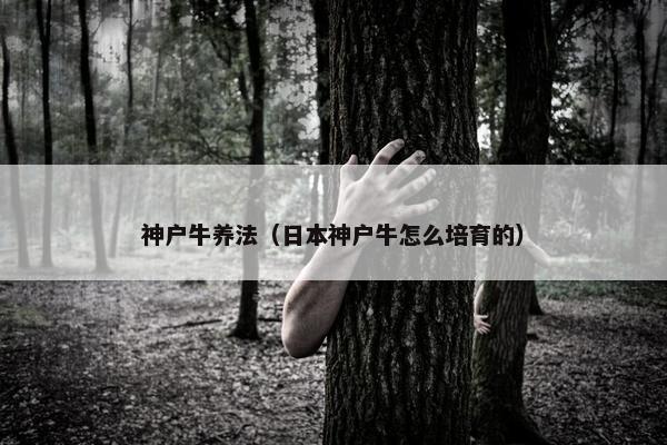 神户牛养法（日本神户牛怎么培育的）