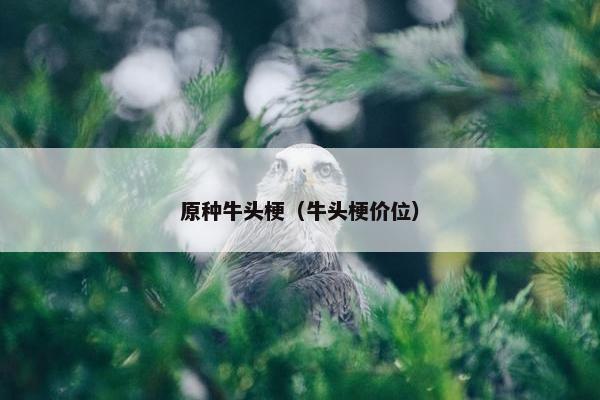 原种牛头梗（牛头梗价位）