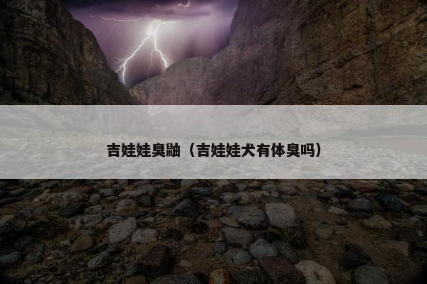 吉娃娃臭鼬（吉娃娃犬有体臭吗）