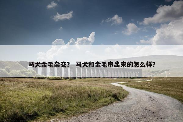 马犬金毛杂交？ 马犬和金毛串出来的怎么样？