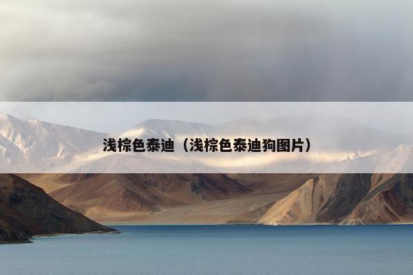 浅棕色泰迪（浅棕色泰迪狗图片）