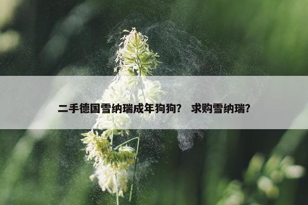 二手德国雪纳瑞成年狗狗？ 求购雪纳瑞？