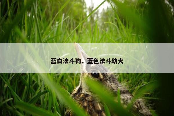 蓝白法斗狗，蓝色法斗幼犬