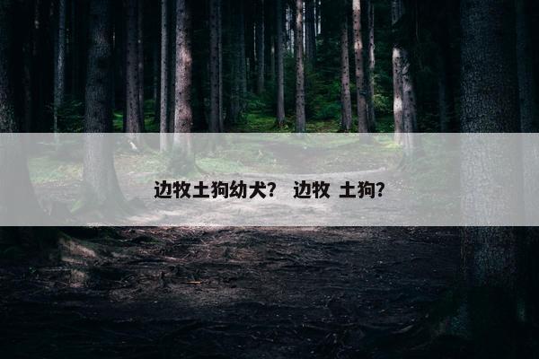 边牧土狗幼犬？ 边牧 土狗？