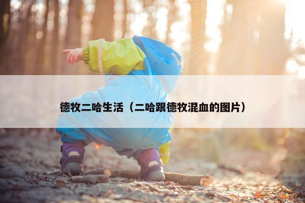 德牧二哈生活（二哈跟德牧混血的图片）