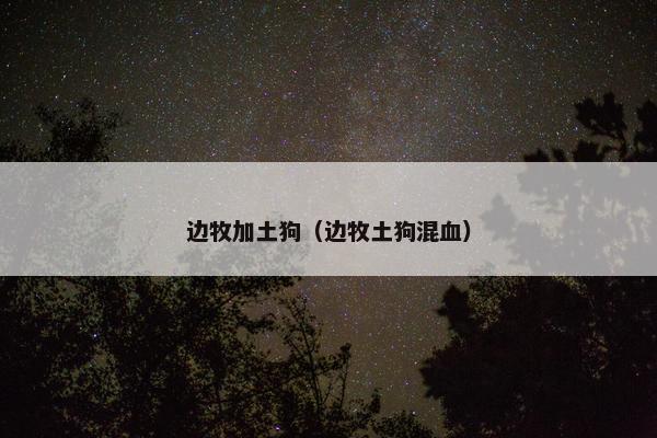 边牧加土狗（边牧土狗混血）