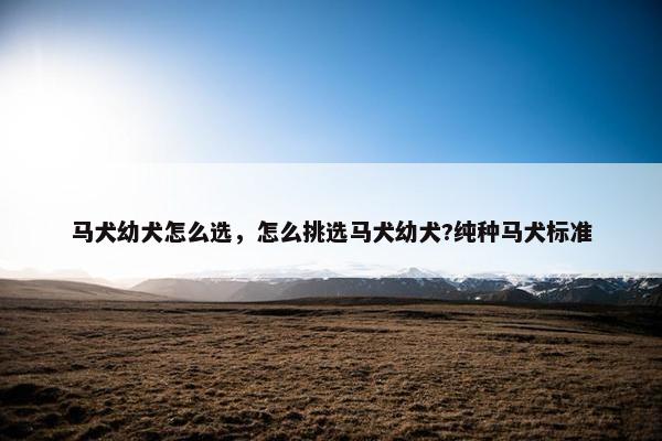 马犬幼犬怎么选，怎么挑选马犬幼犬?纯种马犬标准