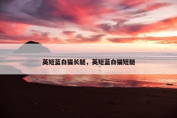 英短蓝白猫长腿，英短蓝白猫短腿