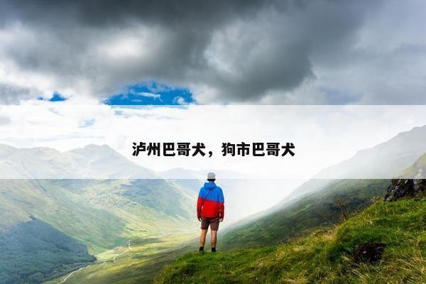 泸州巴哥犬，狗市巴哥犬