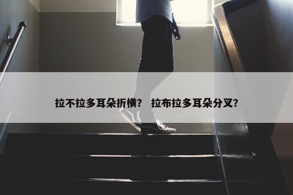 拉不拉多耳朵折横？ 拉布拉多耳朵分叉？