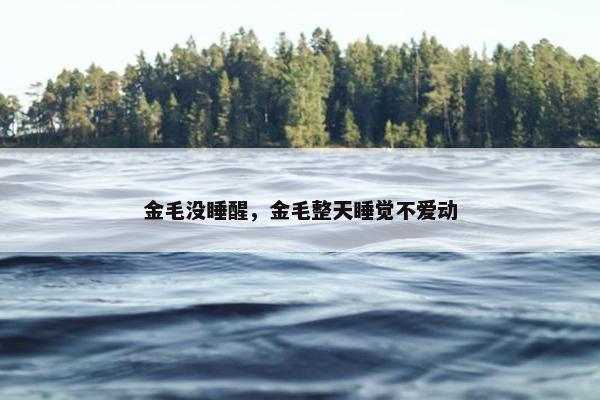 金毛没睡醒，金毛整天睡觉不爱动