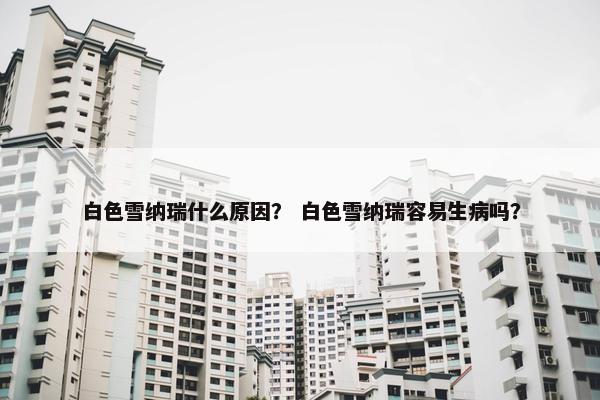 白色雪纳瑞什么原因？ 白色雪纳瑞容易生病吗？