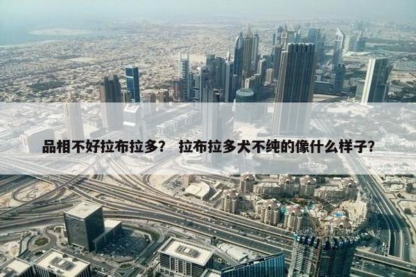 品相不好拉布拉多？ 拉布拉多犬不纯的像什么样子？