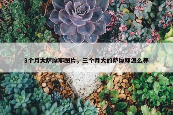 3个月大萨摩耶图片，三个月大的萨摩耶怎么养