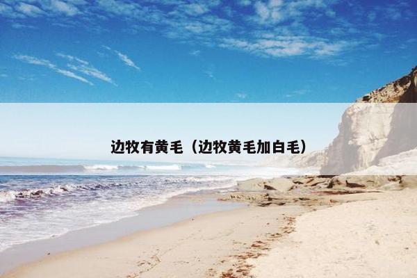 边牧有黄毛（边牧黄毛加白毛）