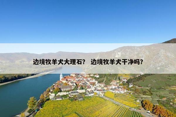 边境牧羊犬大理石？ 边境牧羊犬干净吗？
