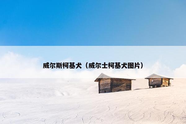 威尔斯柯基犬（威尔士柯基犬图片）