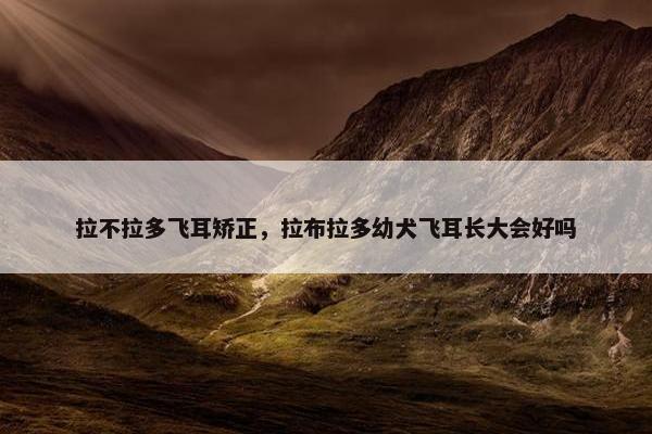 拉不拉多飞耳矫正，拉布拉多幼犬飞耳长大会好吗