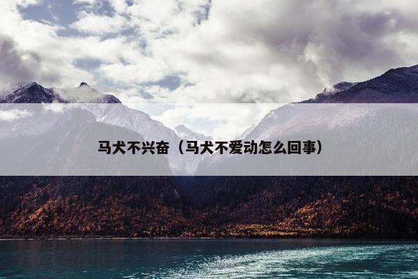 马犬不兴奋（马犬不爱动怎么回事）