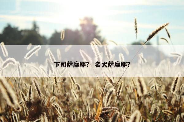 下司萨摩耶？ 名犬萨摩耶？