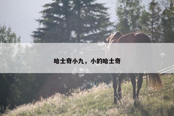 哈士奇小九，小的哈士奇