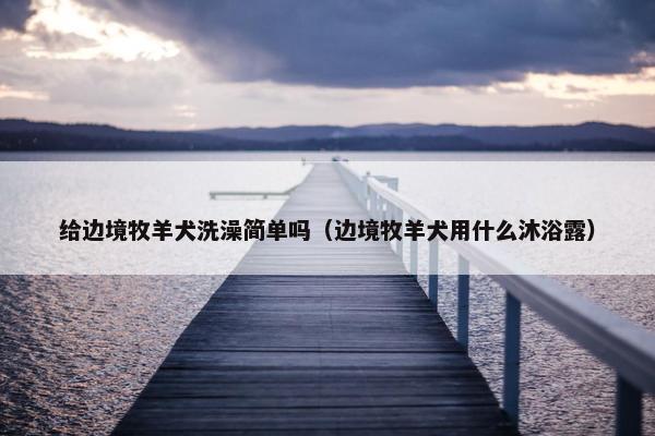 给边境牧羊犬洗澡简单吗（边境牧羊犬用什么沐浴露）