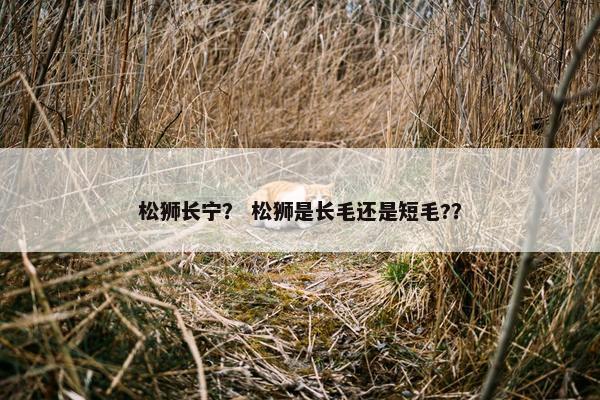 松狮长宁？ 松狮是长毛还是短毛?？