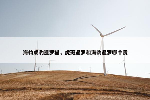 海豹虎豹暹罗猫，虎斑暹罗和海豹暹罗哪个贵