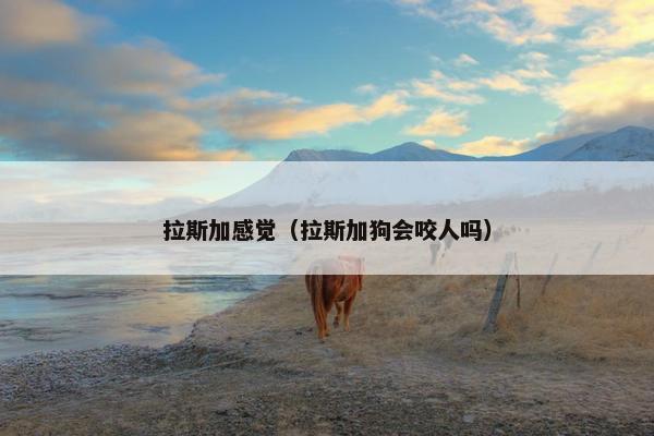 拉斯加感觉（拉斯加狗会咬人吗）