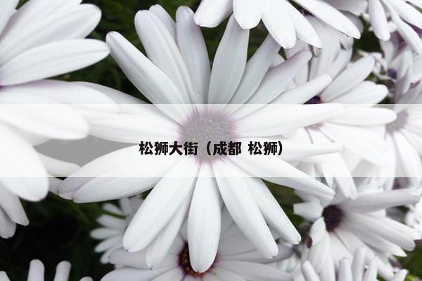 松狮大街（成都 松狮）