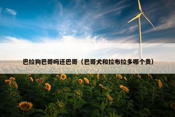 巴拉狗巴哥吗还巴哥（巴哥犬和拉布拉多哪个贵）